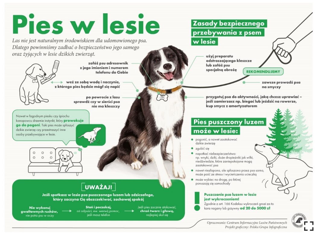 Pies z opisem dotyczącym zachowania w lesie. Las nie jest naturalnym środowiskiem dla udomowionego psa. Dlatego powinniśmy zadbać o bezpieczeństwo jego samego oraz żyjących w lesie dzikich zwierząt. Zasady bezpiecznego przebywania z psem w lesie: załóż psu zawieszkę z jego i mieniem i Twoim numerem telefonu, weź ze sobą wodę i naczynie, z którego pies będzie mógł się napić, po powrocie z lasu sprawdź czy w sierści psa nie ma kleszczy, używaj preparatu odstraszającego kleszcze lub załóż psu specjalną obrożę idąc do lasu, przygotuj psa do aktywności, kup specjalną smycz w razie potrzeby. Rekomendujemy: prowadź psa zawsze na smyczy. Uważaj ! Jeśli spotkasz psa puszczonego luzem lub zdziczałego, który zaczyna Cię obszczekiwać, zachowaj spokój. 1. Nie wykonuj gwałtownych ruchów, nie patrz psu w oczy. 2. Stań i poczekaj, aż odpuści, ewentualnie wezwij pomoc, jeśli masz telefon. 3. Jeśli pies zacznie atakować, chroń twarz i głowę, najlepiej skul się. Pies puszczony luzem może w lesie: pogonić, a nawet zaatakować dzikie zwierzę, zgubić się, napotkać niebezpieczeństwo: wnyki, dziki, duże drapieżniki jak wilki, niedźwiedzie, które zaniepokojone mogą zaatakować psa, spłoszona przez psa sarna może, może paść ze stresu i wycieńczenia ucieczką, może wybiec na drogę, po której poruszają się samochody. Puszczanie psa w lesie Grafika została opracowana przez Centrum Informacyjne Lasów Państwowych.
